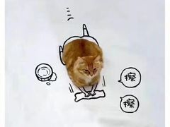 -猫咪咖啡·猫咖(万达广场店)