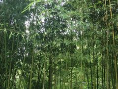-紫竹院公园冰场