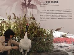 -盐城丹顶鹤湿地生态旅游区