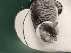 -安格丽娜·狗咖·猫咖羊驼咖(春熙路百盛商场店)