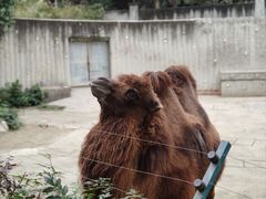 -成都动物园