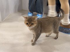 -共舞时光猫咖·狗咖(新街口店)