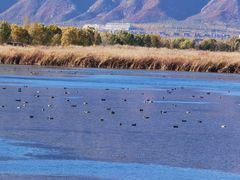 -野鸭湖国家湿地公园