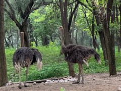 -北京野生动物园