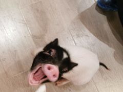 -浣熊柯尔鸭土拨鼠·电玩咖