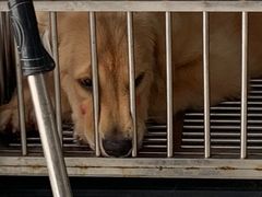 -美美酱宠物(外运路小区店)