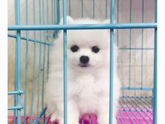 -芭比堂动物医院·24小时·眼科中心(深圳中心)