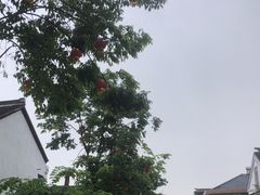 -浏河古镇