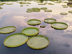 -荷塘月色湿地公园·向阳花洲