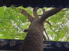 -苏州文庙(姑苏区)
