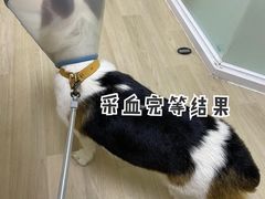 -柏萃动物医院·骨科·牙科