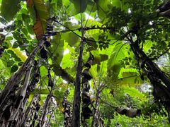 -西双版纳基诺山寨