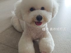 -贵族宠物·宠物美容(三阳路店)