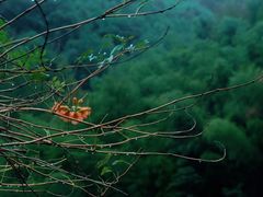-宁波余姚老柿林山居度假村