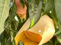 -老袁家蜜桃农场·阳山水蜜桃