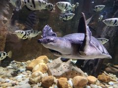 -迪拜水族馆及水下动物园