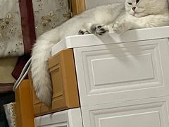 -宠颐生宠物医院·异宠猫科内科·诊疗中心宠巢店