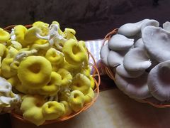 -仙蘑洞