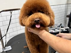 -佩兹宠物医院肿瘤专科·眼科·牙科(黄浦店)