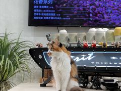-玫瑰咖啡(中山六路店)
