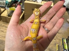 -酷以爬仙阁实体爬宠店·守宫·蜥蜴·专业繁育