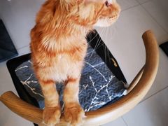 -平行世界·猫咖(首经贸店)