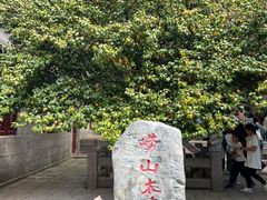 -青岛崂山太清宫