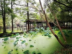 -东湖落雁景区