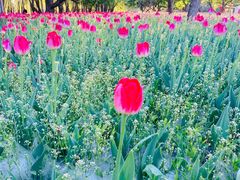 -长春公园(普阳街道)