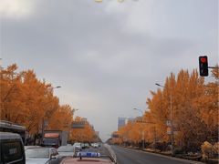 -三里屯东五街银杏大道