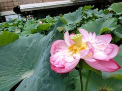 -陈家山荷花公园