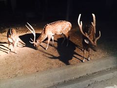 -清迈夜间动物园