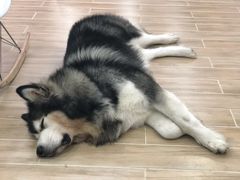 -李小姐の猫咖啡馆(五角场店)
