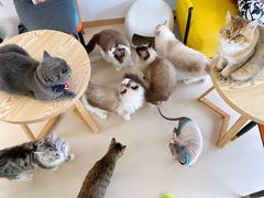 -猫在这儿猫咪咖啡馆·撸猫馆