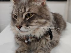 -楼上猫咖(罗湖店)