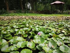 -老木棉·匠园