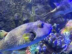 -太平洋海底世界