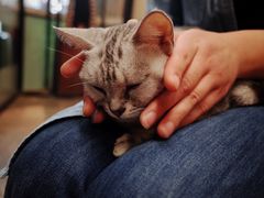 -猫咪博物馆(顶澳仔猫街店)