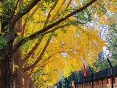 -三里屯东五街银杏大道