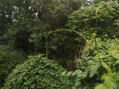 -南山植物园
