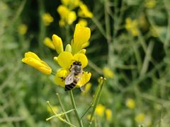 -光明小镇欢乐田园