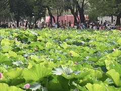 -北陵公园
