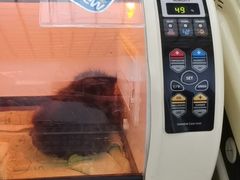 -北京观赏动物医院·24小时大型综合·猫专科·异宠专科