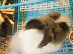 -志龙皇冠吃货椰子铺
