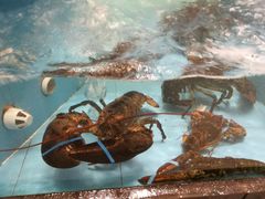 -忆江南·临江鱼馆