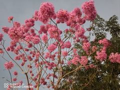 -飞翔公园(地铁站)