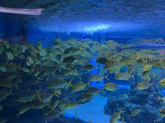 -海合安成都极地海洋公园