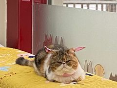 -佑安动物医院·全科·内窥镜中心(幸福巷店)