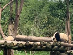 -都江堰中华大熊猫苑