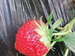 -聚缘草莓瓜果采摘基地(堵家村2店)